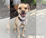Pippa - Female Chihuahua-Unknown Mix Dog for Adoption - Small photo