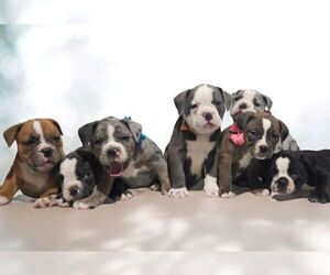 Olde English Bulldogge Litter for sale in NILES, MI, USA