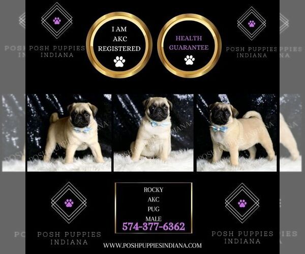 Medium Photo #2 Pug Puppy For Sale in WARSAW, IN, USA
