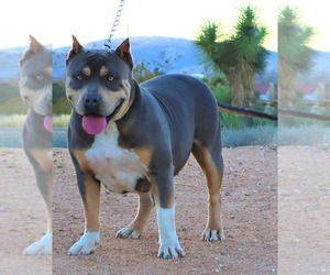 Mother of the American Bully puppies born on 02/16/2021