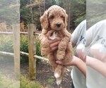 Puppy 5 Goldendoodle