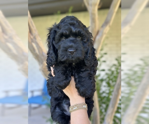 Medium Photo #3 Cock-A-Poo Puppy For Sale in STEPHENVILLE, TX, USA