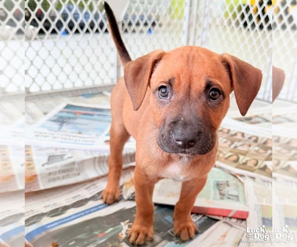 Medium Photo #3 Retriever -Unknown Mix Puppy For Sale in Washington, DC, USA