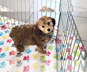 Cockapoo-Poodle (Miniature) Mix Puppy for sale in ORO VALLEY, AZ, USA