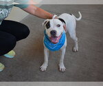 Small #1 American Pit Bull Terrier Mix