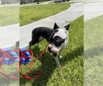 Small Boston Terrier