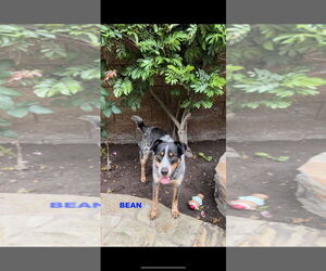 BEAN - Male Mutt Dog for Adoption - Photo #2