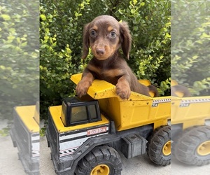 Dachshund Puppy for sale in MIDDLEBURY, IN, USA