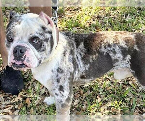 Medium Photo #1 American Bulldog Puppy For Sale in Houston, TX, USA