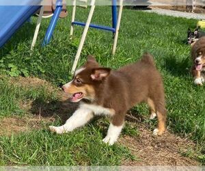Australian Shepherd-Unknown Mix Puppy for sale in JEROMESVILLE, OH, USA