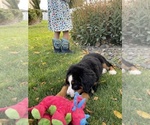 Small Photo #3 Bernese Mountain Dog Puppy For Sale in KENNEWICK, WA, USA