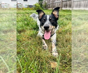 Mutt Dogs for adoption in Garden City, NY, USA