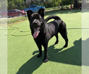 Osita - Female Chowweiler Dog for Adoption - Photo #2