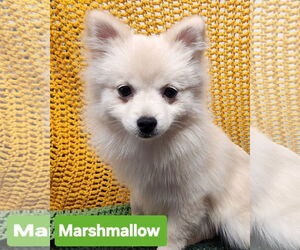 Pomeranian Dogs for adoption in Smithfield, PA, USA