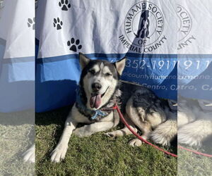 Siberian Husky-Unknown Mix Dogs for adoption in El Centro, CA, USA