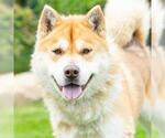 Small #1 Siberian Husky