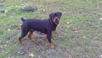 Small Photo #15 Rottweiler Puppy For Sale in ADEL, IN, USA
