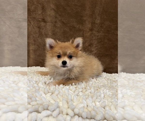Medium Photo #3 Pomeranian Puppy For Sale in MARTINSVILLE, IN, USA