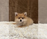 Small Photo #3 Pomeranian Puppy For Sale in MARTINSVILLE, IN, USA