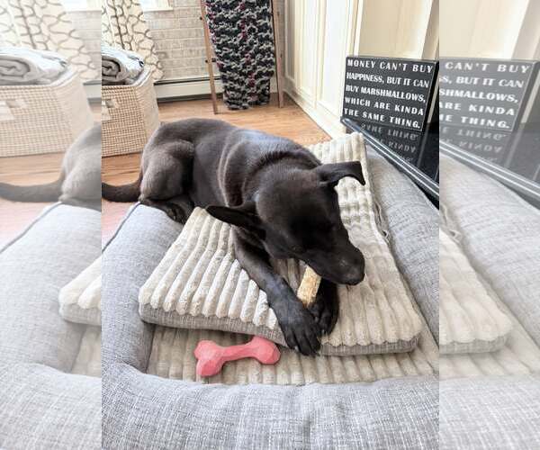 Medium Photo #3 Mutt Puppy For Sale in Woodbury, NY, USA