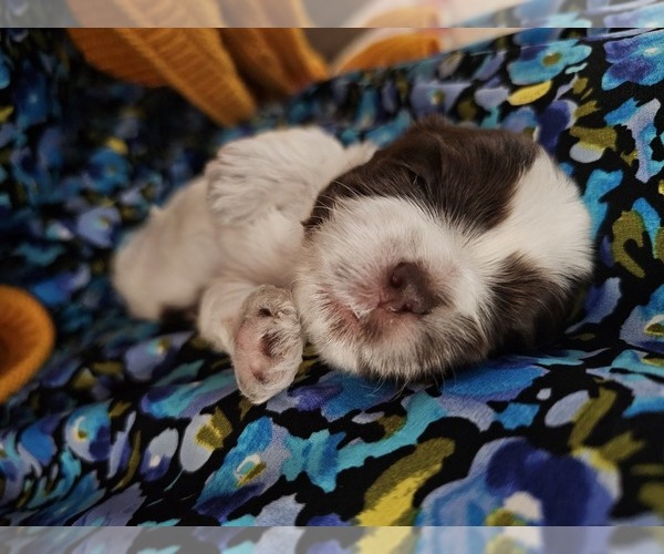 Medium Photo #4 Shih Apso Puppy For Sale in GOODYEAR, AZ, USA