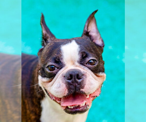 Medium Photo #1 Boston Terrier-Unknown Mix Puppy For Sale in Canton, CT, USA