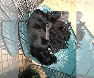 Mother of the Cane Corso puppies born on 01/26/2024