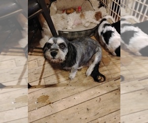 Mother of the Cavapoo puppies born on 02/14/2025