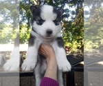 Image preview for Ad Listing. Nickname: SIBERIAN
