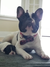 Father of the French Bulldog puppies born on 06/20/2018