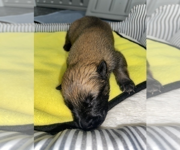 Medium Photo #280 Belgian Malinois Puppy For Sale in REESEVILLE, WI, USA