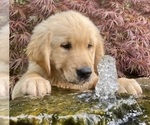 Puppy 2 English Cream Golden Retriever
