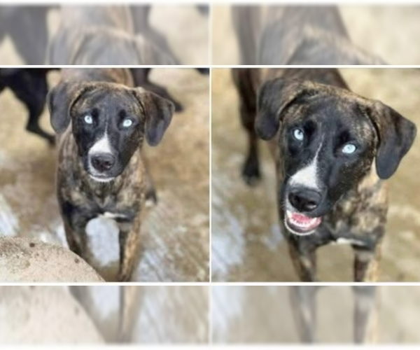 Medium Photo #2 Siberian Husky-Unknown Mix Puppy For Sale in Springdale, PA, USA