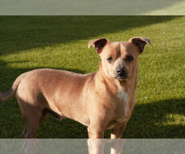 Medium Photo #14 Chihuahua-Unknown Mix Puppy For Sale in La Verne, CA, USA