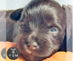 Image preview for Ad Listing. Nickname: Zoey