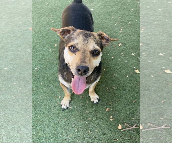 Medium Photo #1 Chihuahua-Unknown Mix Puppy For Sale in La Verne, CA, USA