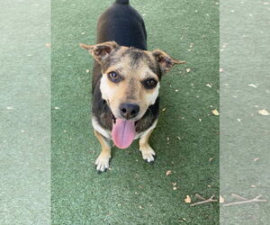 Chihuahua-Unknown Mix Dogs for adoption in La Verne, CA, USA