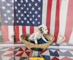 Small Photo #32 Dalmatian Puppy For Sale in VASSALBORO, ME, USA