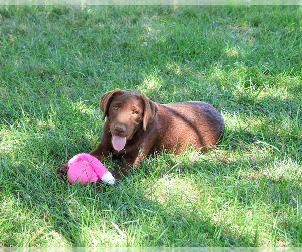 Medium Photo #4 Labrador Retriever Puppy For Sale in SYRACUSE, IN, USA