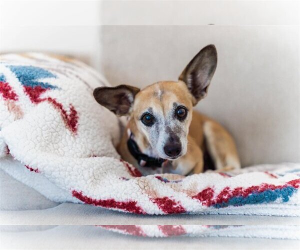 Medium Photo #9 Chihuahua-Unknown Mix Puppy For Sale in  Ramona, CA, USA