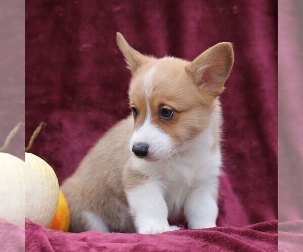 Medium Photo #2 Pembroke Welsh Corgi Puppy For Sale in ELLIOTTSBURG, PA, USA