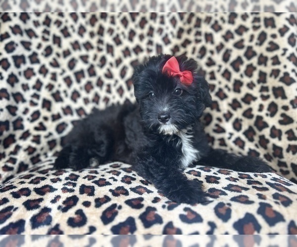 Medium Photo #9 Aussiedoodle Miniature  Puppy For Sale in LAKELAND, FL, USA
