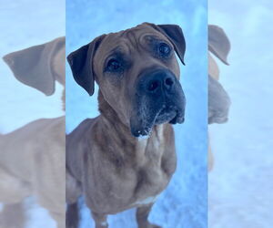 Boxer Dogs for adoption in La Porte, IN, USA