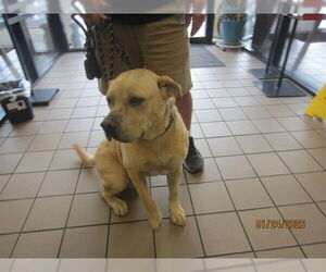 Labrottie Dogs for adoption in Ocala, FL, USA