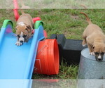 Small Photo #2 American Pit Bull Terrier Puppy For Sale in NAPLES, FL, USA