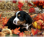 Puppy 1 Bordernese