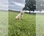 Puppy Paris Golden Retriever