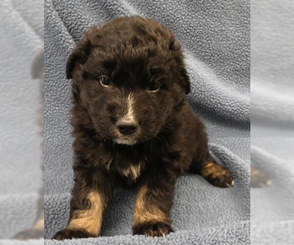 Medium Photo #1 Mutt Puppy For Sale in Thief River Falls, MN, USA