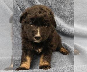 Mutt Dogs for adoption in Thief River Falls, MN, USA