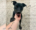 Small #1 Labrador Retriever Mix